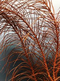 Low angle view of plants against sky