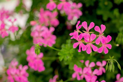 Close-up of pink flowering plants in park