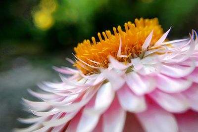 Close-up of flower blooming outdoors