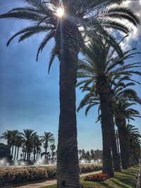 Palm trees against sky