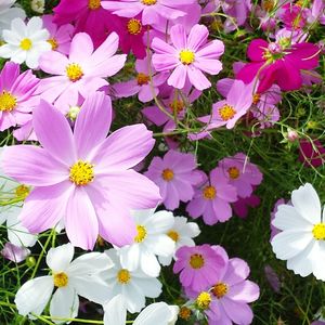 Close-up of pink flower