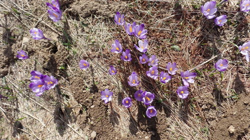 High angle view of purple crocus flowers blooming on field