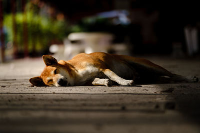 Dog sleeping on footpath
