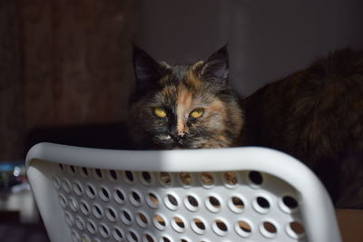 Close-up portrait of a cat in basket at home