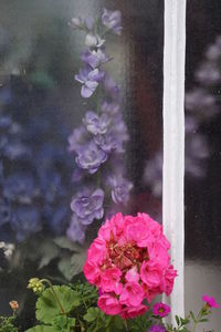 Close-up of pink flowers blooming outdoors