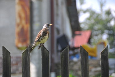 Close-up of bird perching on wooden post