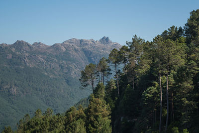 Trees in forest against sky