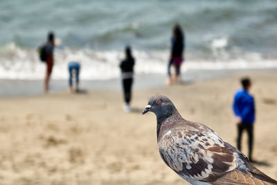 Close-up of bird and standing people on beach