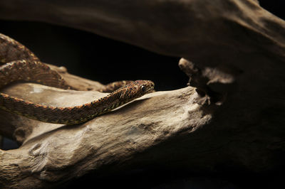 Close-up of a lizard on branch