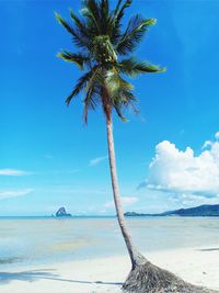 Palm tree by sea against sky