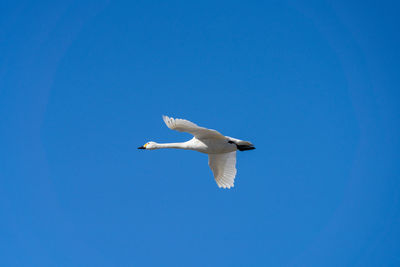 Low angle view of bird flying against clear blue sky