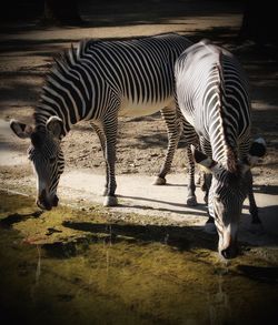 View of zebras drinking water at zoo