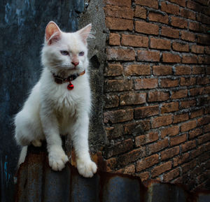 White cat on wall
