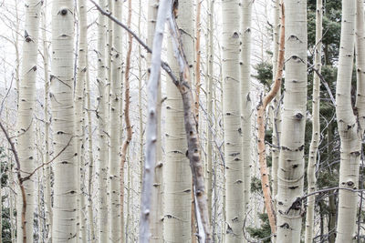 Full frame shot of tree branches