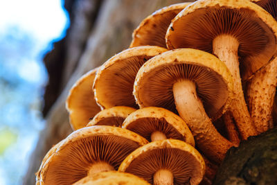 Close-up of mushrooms