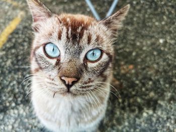 Close-up portrait of a cat