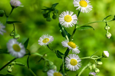 Close-up of white flowering plants