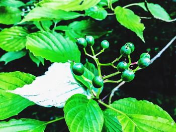 Close-up of green plant