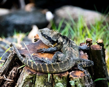 Close-up of lizard on wood
