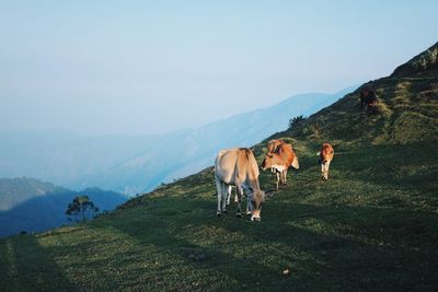 Cows grazing on field against sky