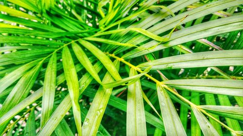 Full frame shot of plants