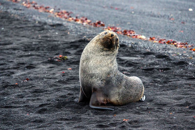 Sea lion