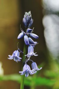 Close-up of purple flowers