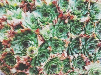 Full frame shot of prickly pear cactus