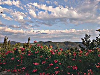 View of flowers growing in field against clouds