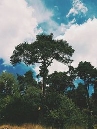 Low angle view of trees against sky