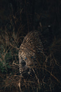 Close-up of leopard 