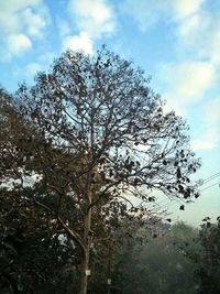 Low angle view of bare trees against sky