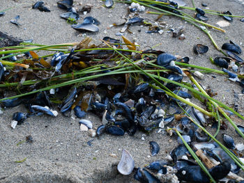 Close-up high angle view of crab