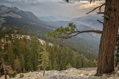 Trees in forest against sky