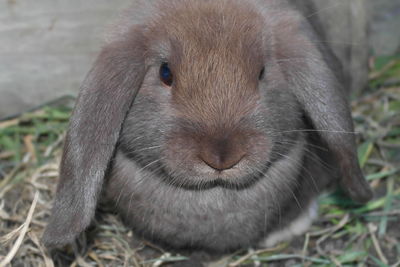 Close-up portrait of rabbit at home