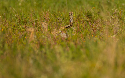 Close-up of lizard on grass