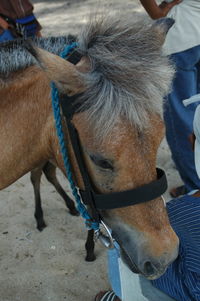 Close-up of a horse