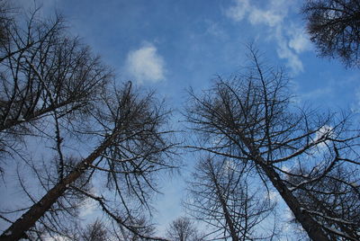 Low angle view of bare trees against sky