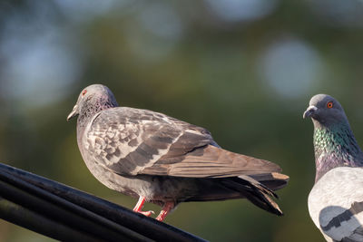 Close-up of pigeon perching on railing