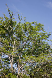 Low angle view of trees against clear blue sky