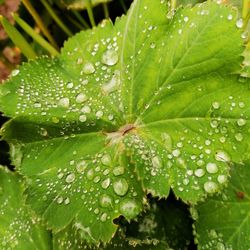 Close-up of wet plant leaves during rainy season