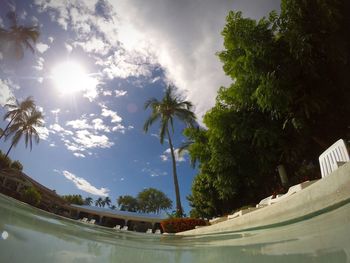 Low angle view of palm trees against sky