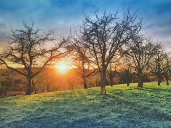 Sun shining through trees