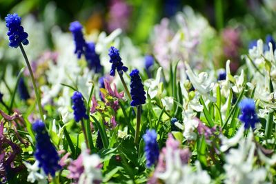 Close-up of purple flowering plants on field