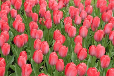 Full frame shot of red tulips