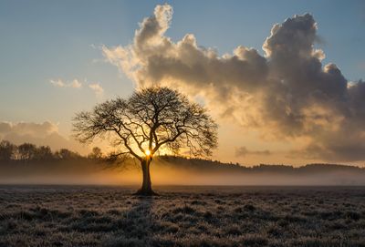 Bare tree on field against sky during sunset