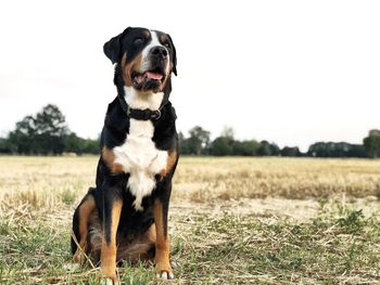 Dog looking away on field