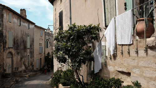 Plants growing on alley amidst buildings in city