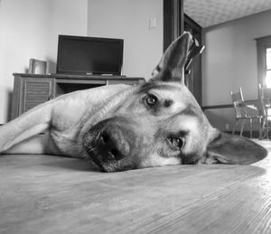 Portrait of dog lying on floor at home