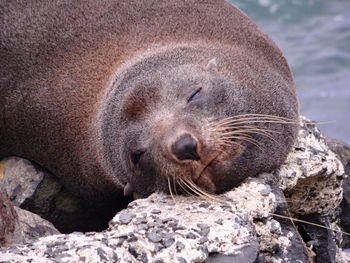 Close-up of sea lion sleeping on rock